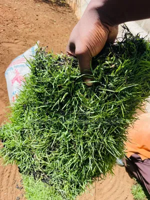 Hybrid Natural Green Paspalum Grass