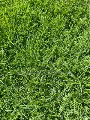 Hybrid Natural Paspalum Grass Cuttings