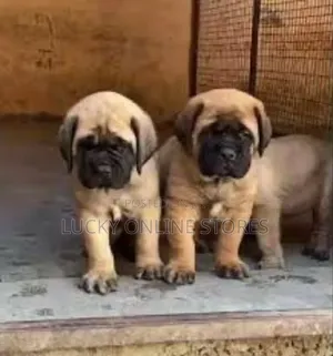 1-3 months Male Purebred Bullmastiff