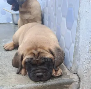 1-3 months Male Purebred Bullmastiff