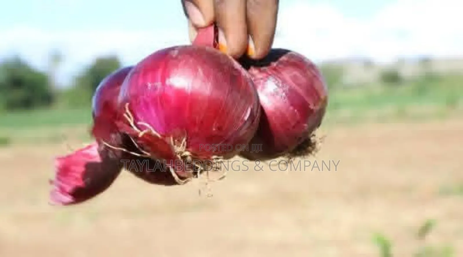 Ea Seed Onion Seed (Red Creole)