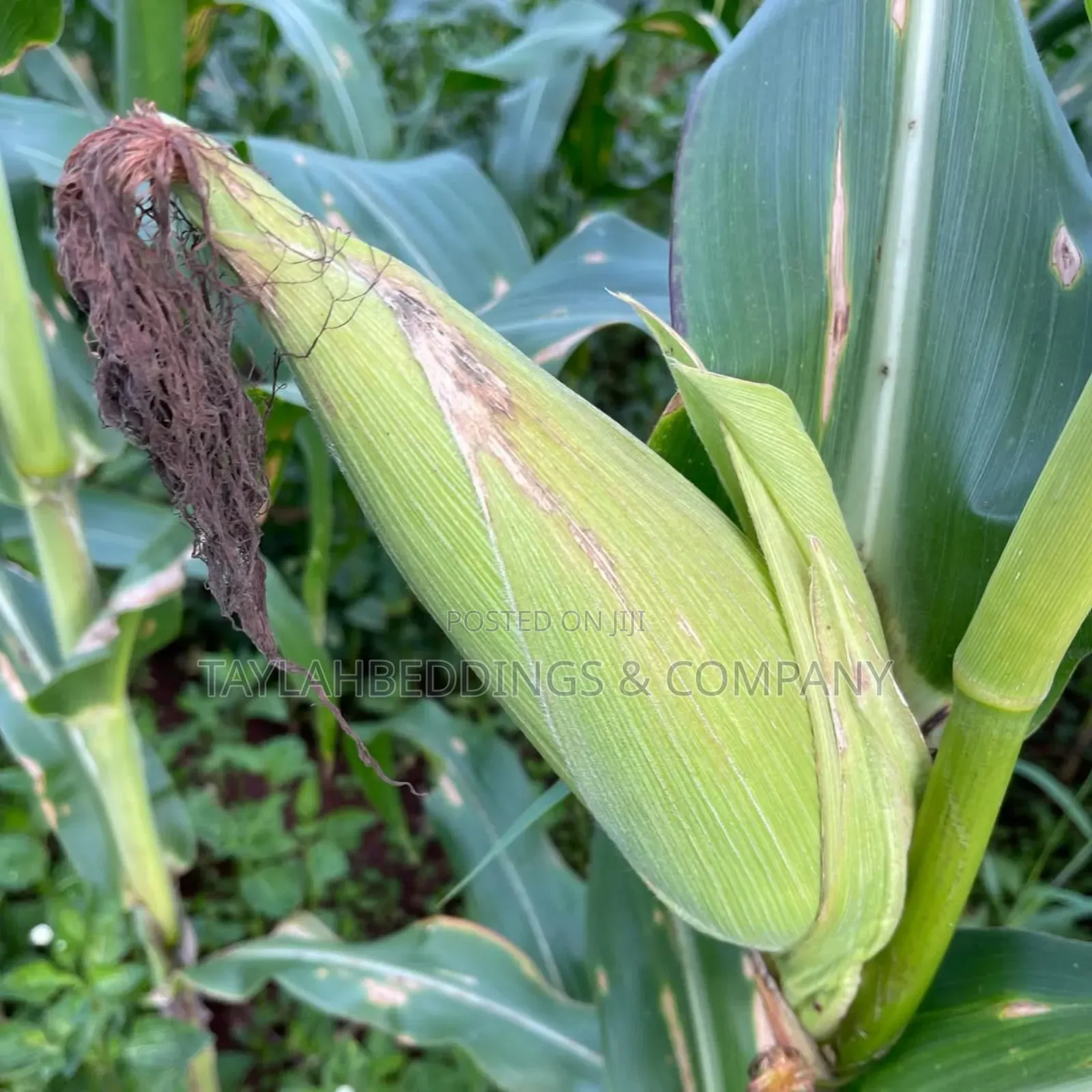 Dekalb Maize Dk777 Seeds