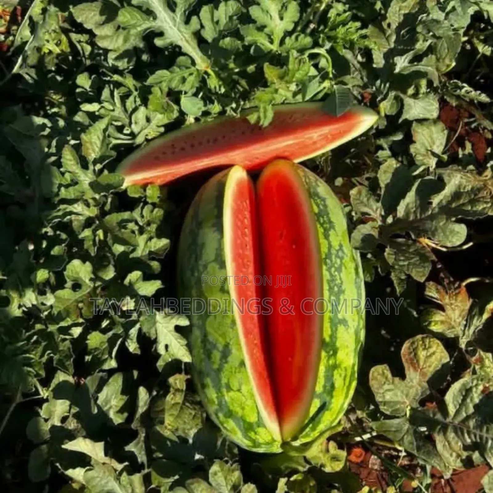 Watermelon Sukari F1 – 500g
