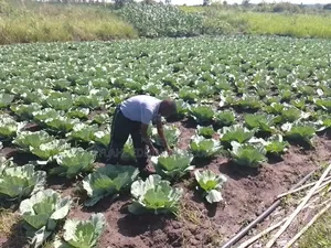 Ea Seeds Cabbage Copenhagen 500g