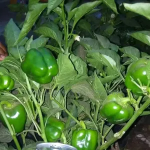 Green Pepper Seeds -Hybrid Super Bell F1 50g