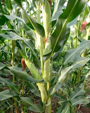 Hybrid Maize Champion F1 Seeds 2kg