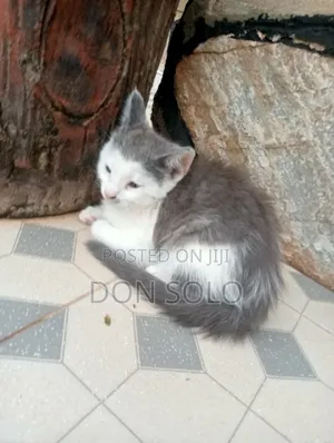 1-3 months Female Mixed Breed Savannah