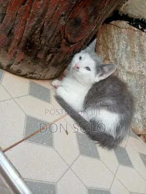 1-3 months Male Mixed Breed Balinese