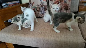 1-3 months Female Mixed Breed Cornish Rex