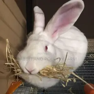 Exotic Newzealand White Rabbits in Munyonyo