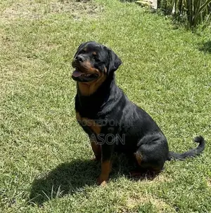 1+ year Male Purebred Rottweiler