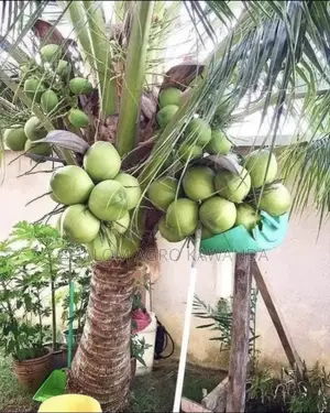 Dwarf Green Coconut Tree Seedlings