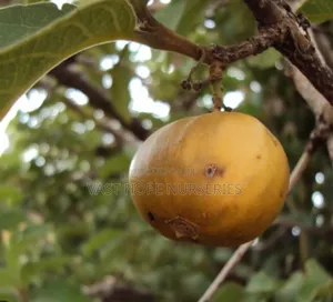 African Medlar (Etugunda)