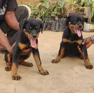 3-6 months Female Purebred Rottweiler