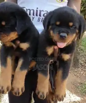 1-3 months Female Purebred Rottweiler