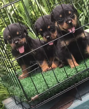 1-3 months Male Purebred Rottweiler