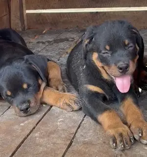 1-3 months Female Purebred Rottweiler