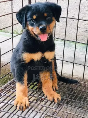 1-3 months Male Purebred Rottweiler