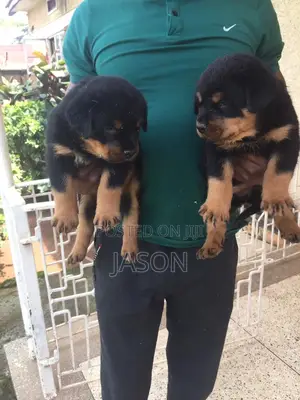 1-3 months Male Purebred Rottweiler