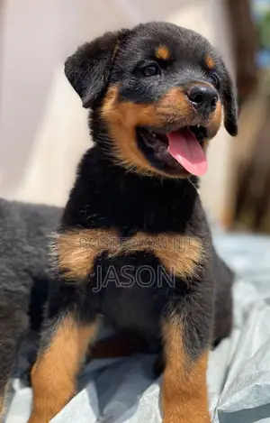 3-6 months Male Purebred Rottweiler