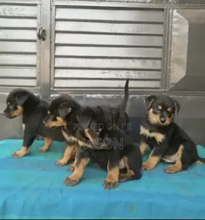 1-3 months Male Purebred Rottweiler