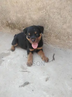 1-3 months Female Purebred Rottweiler