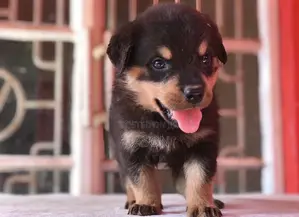 1-3 months Male Purebred Rottweiler