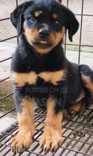 3-6 months Male Purebred Rottweiler