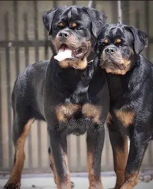 1+ year Male Purebred Rottweiler