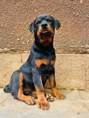 3-6 months Female Purebred Rottweiler