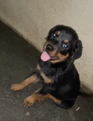 3-6 months Female Purebred Rottweiler