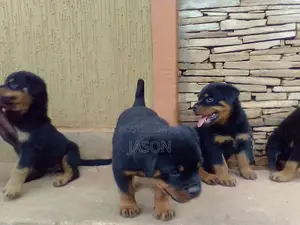 1-3 months Male Purebred Rottweiler
