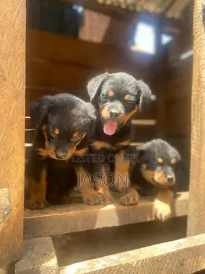 1-3 months Female Purebred Rottweiler