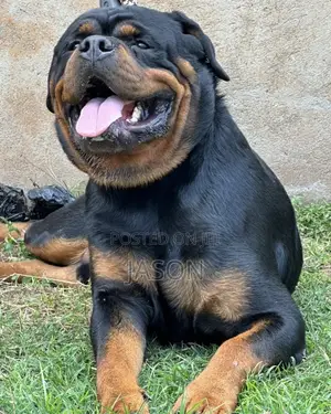 1+ year Male Purebred Rottweiler