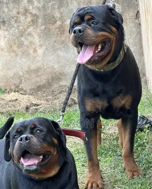 6-12 months Male Purebred Rottweiler