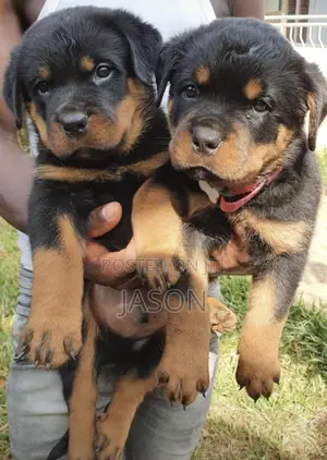 1-3 months Male Purebred Rottweiler