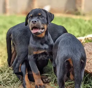 3-6 months Male Purebred Rottweiler