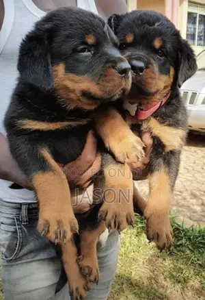 1-3 months Female Purebred Rottweiler