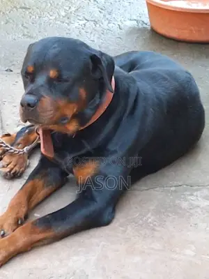 1+ year Male Purebred Rottweiler