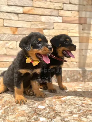 1-3 months Male Purebred Rottweiler