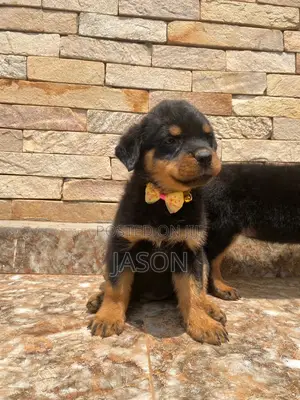 1-3 months Female Purebred Rottweiler