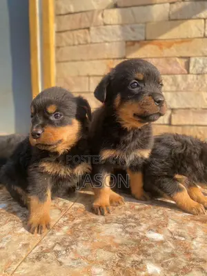 1-3 months Male Purebred Rottweiler