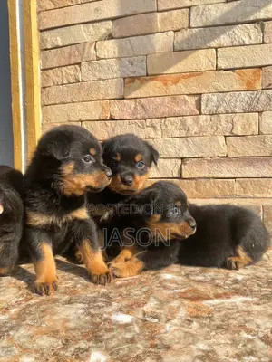 1-3 months Female Purebred Rottweiler