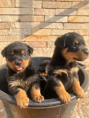 1-3 months Male Purebred Rottweiler