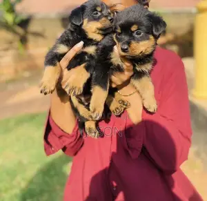 1-3 months Male Purebred Rottweiler