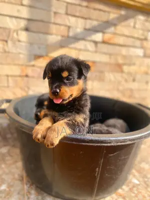 1-3 months Female Purebred Rottweiler