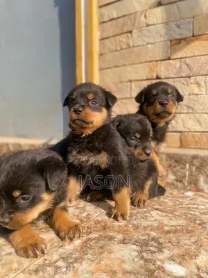 1-3 months Male Purebred Rottweiler