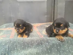 1-3 months Male Purebred Rottweiler