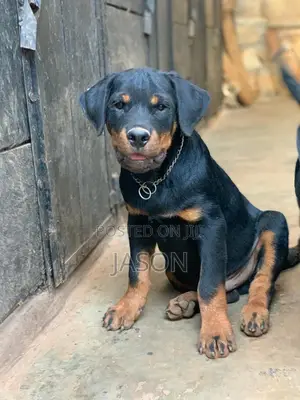 3-6 months Male Purebred Rottweiler