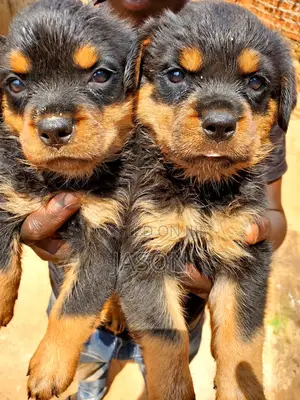 1-3 months Male Purebred Rottweiler
